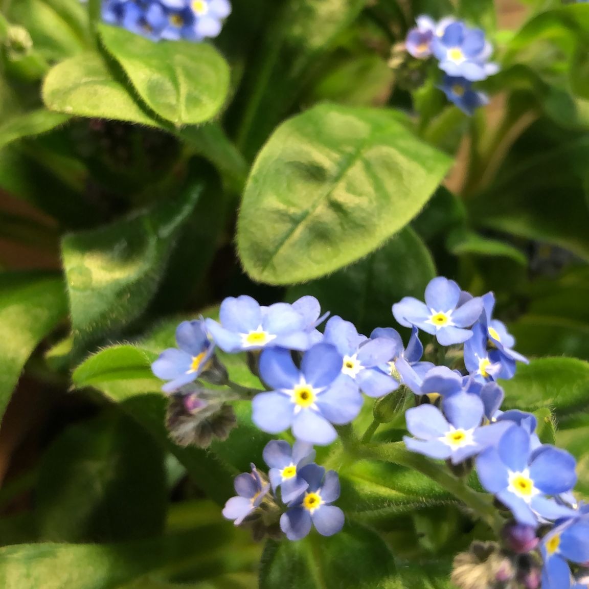 Blaue Vergissmeinnichtblüten und grüne Blätter im Sonnenschein